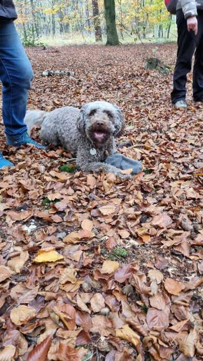 aktuelles Foto Gruppe Geboren am 19.01.2023 in Schermbeck? Pudelmix sucht Geschwister!
