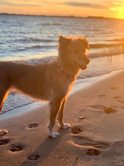 Dogorama Photo Challenge - Tierischer Urlaub-Beitrag-Bild