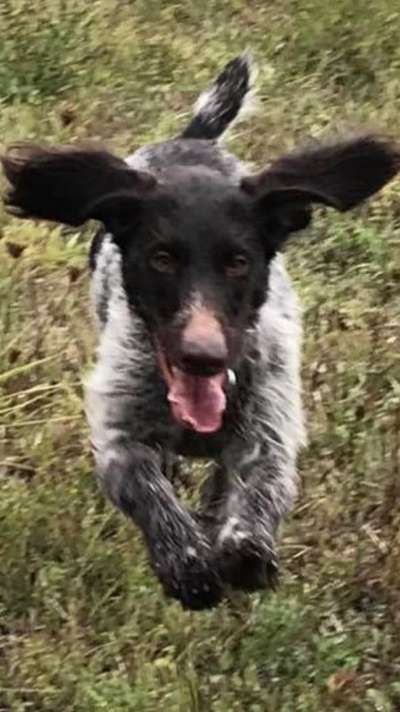 Die Dogorama Monats Challenge "Es grünt und blüht"-Beitrag-Bild