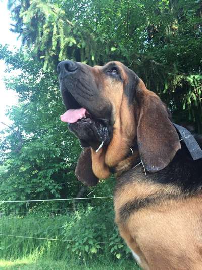 Die Dogorama Monats Challenge "Es grünt und blüht"-Beitrag-Bild