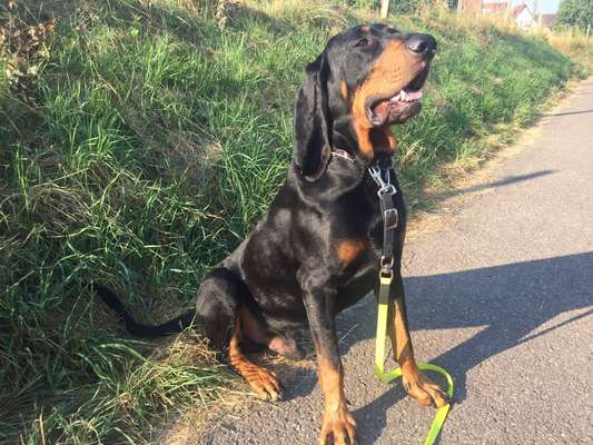 Die Dogorama Monats Challenge "Es grünt und blüht"-Beitrag-Bild