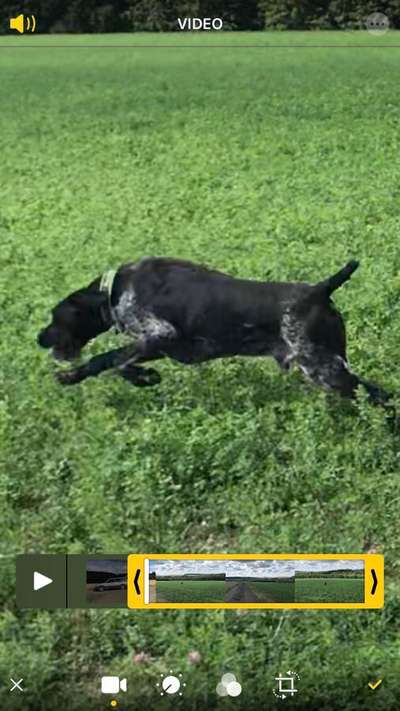 Die Dogorama Monats Challenge "Es grünt und blüht"-Beitrag-Bild