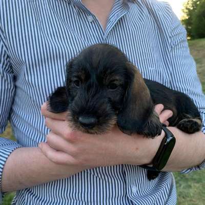 Hundetreffen-Welpentreffen 91054 ER-Profilbild