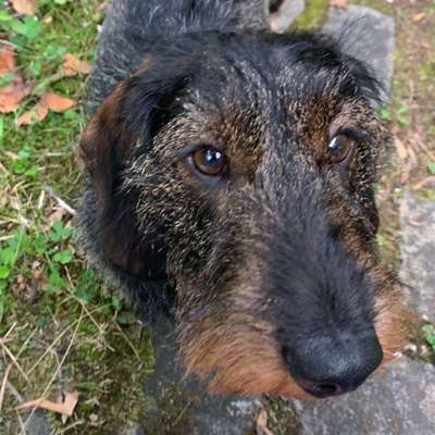 Hundetreffen-Welpentreffen 91054 ER
