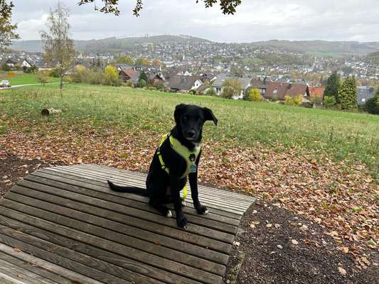 Dogorama Photo Challenge - Gassipause-Beitrag-Bild