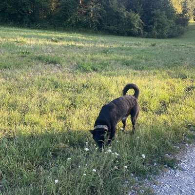 Hundetreffen-Gassi gehen in Graz-Bild