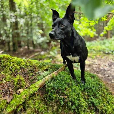 Hundetreffen-🐾❤️ Wir suchen Hundefreunde für Luna und mich! 🐶-Bild