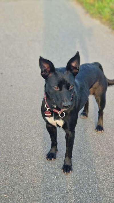 Hundetreffen-Gassirunden & Spielen-Bild