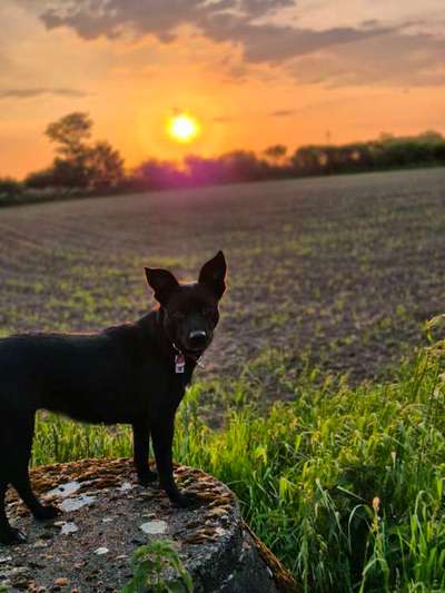 Hundetreffen-Spielgefährte für Luna gesucht-Bild