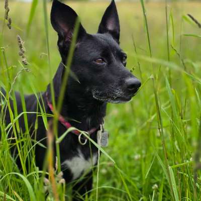 Hundetreffen-Hundefreund gesucht-Bild