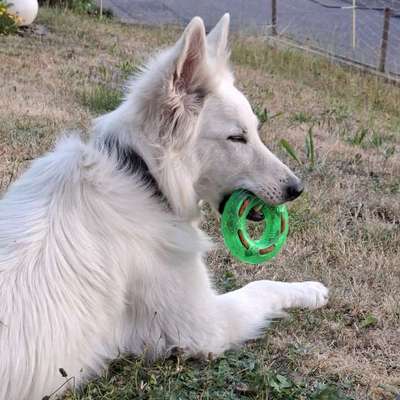 Hundetreffen-Social Walk-Bild