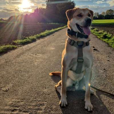 Hundetreffen-Socialwalk