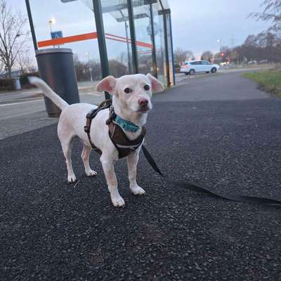 KRITIKOS LAGONIKOS-Beitrag-Bild