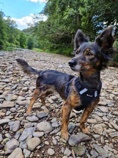 Fotosammlung: ,,Der natürliche Hund" Unbearbeitet, ungestellt und in Natura-Beitrag-Bild