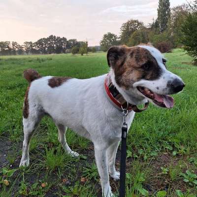 TierschutzhundeStammtisch🐕-Beitrag-Bild
