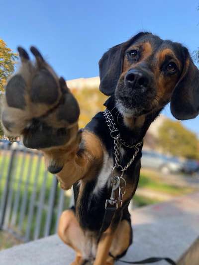 Hunde aus Griechenland-Beitrag-Bild