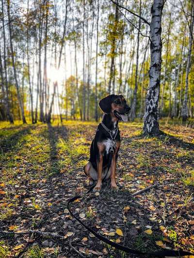 Herbst🍁-Beitrag-Bild