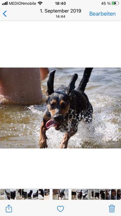 Dogorama-Monats-Challenge-Mai "Wasser"-Beitrag-Bild