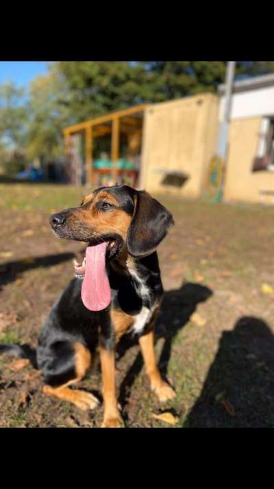 Tongue Out Tuesday-Beitrag-Bild