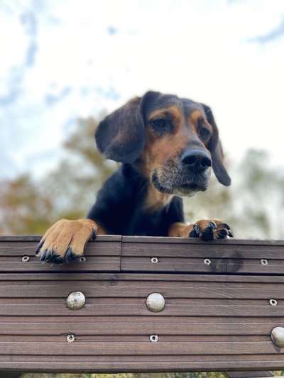 Beagle Mania !!!-Beitrag-Bild