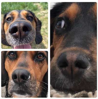 Zeigt her eure Hundenasen-Beitrag-Bild