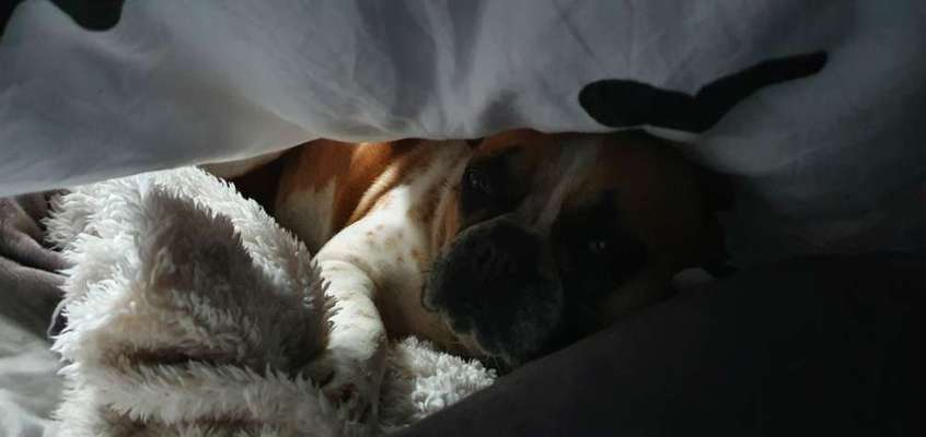 Französische Bulldoggen-Beitrag-Bild