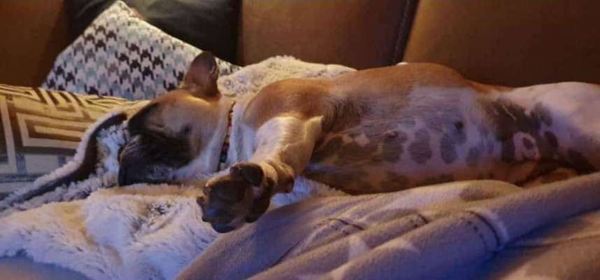 Französische Bulldoggen-Beitrag-Bild