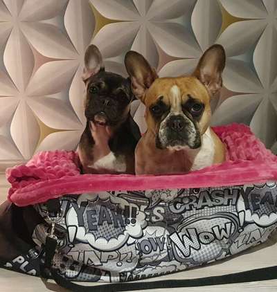 Französische Bulldoggen-Beitrag-Bild