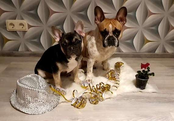 Französische Bulldoggen-Beitrag-Bild