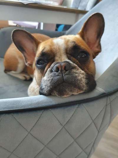 Dogorama Photo Challenge - Hundeblick zum hinschmelzen-Beitrag-Bild