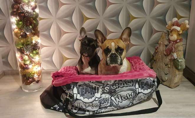 Französische Bulldoggen-Beitrag-Bild