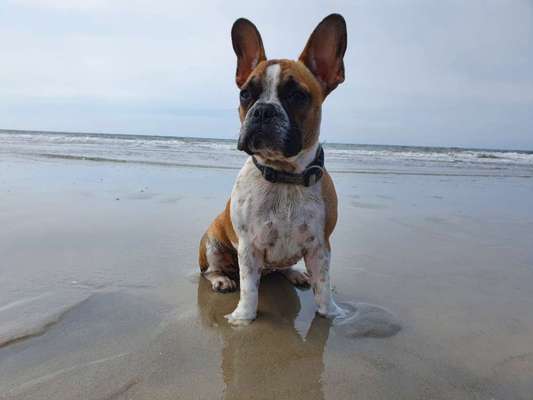 Dogorama-Monats-Challenge-Mai "Wasser"-Beitrag-Bild