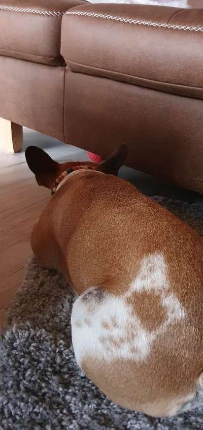 Französische Bulldoggen-Beitrag-Bild