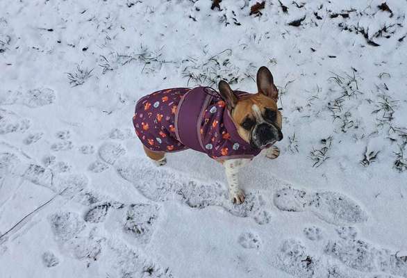 Französische Bulldoggen-Beitrag-Bild