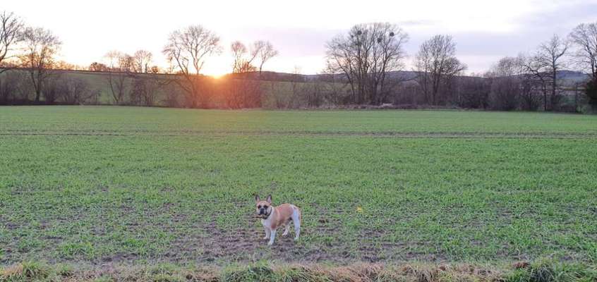 Französische Bulldoggen-Beitrag-Bild