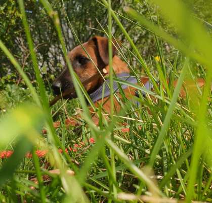 Zeigt mal die schönsten Bilder von euren Hunden !-Beitrag-Bild