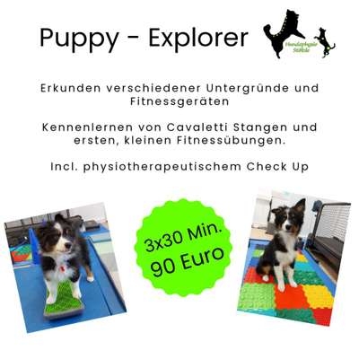 Giftköder-Puppy - Explorer-Bild