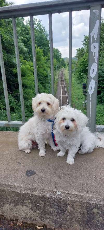 Dogorama Photo Challenge - Brücken-Beitrag-Bild