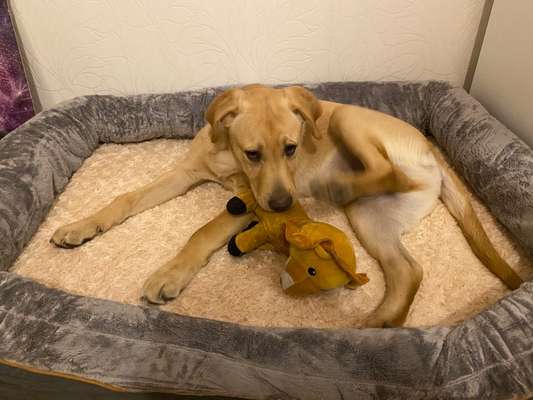 Wo sind meine Labrador Freunde-Beitrag-Bild