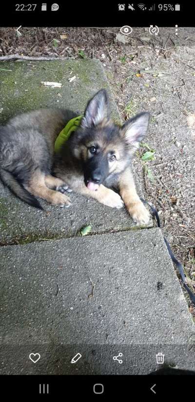 Alles rund um den Schäferhund, diskutieren erwünscht.-Beitrag-Bild