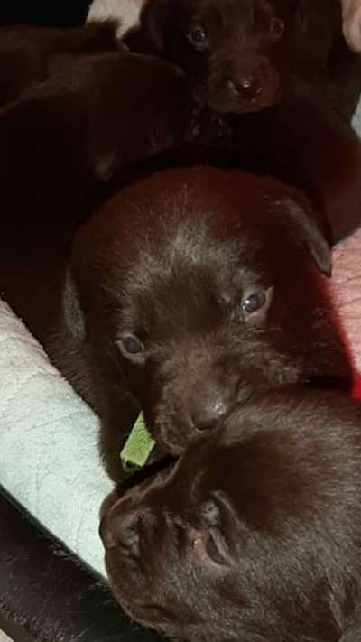 Welpen Bilder !-Beitrag-Bild