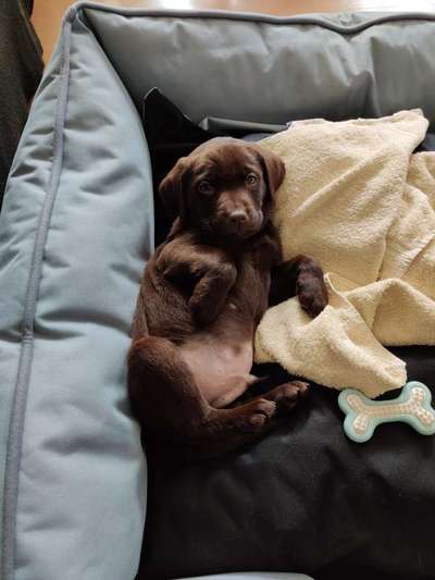 Labradorfans-Beitrag-Bild