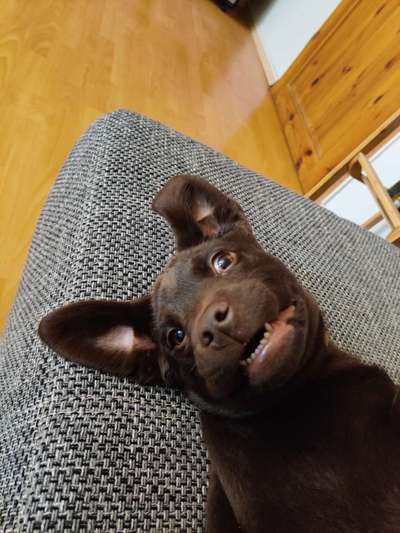 Lustigsten Grimassen von euren Hunden-Beitrag-Bild