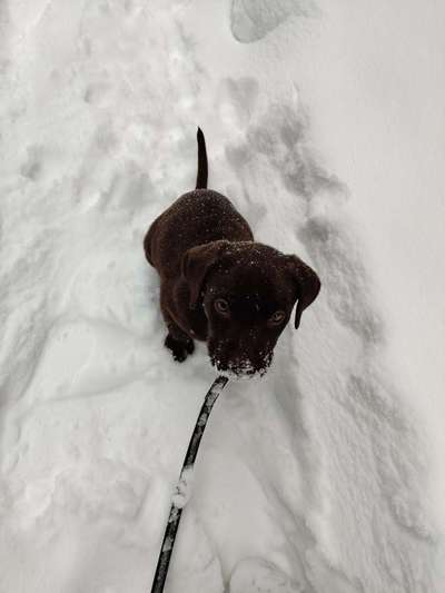 Welche Hunderasse-Beitrag-Bild