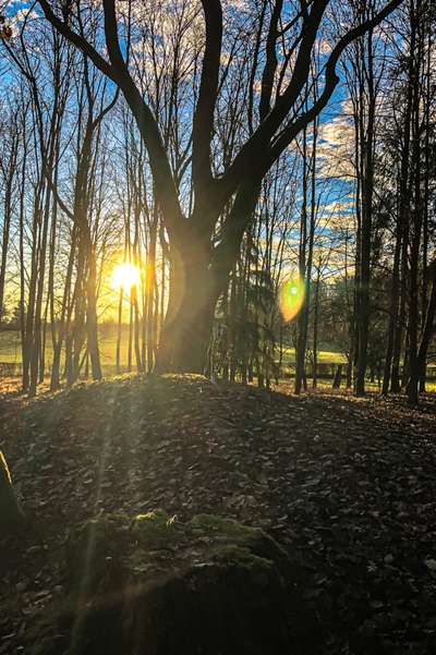 Windhunde - Treffen der besonderen Schönheiten
HERZLICH WILLKOMMEN-Beitrag-Bild