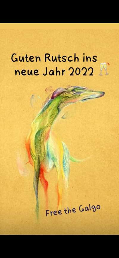 Windhunde - Treffen der besonderen Schönheiten
HERZLICH WILLKOMMEN-Beitrag-Bild