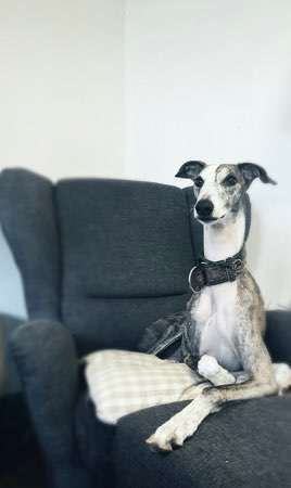 Windhunde - Treffen der besonderen Schönheiten
HERZLICH WILLKOMMEN-Beitrag-Bild