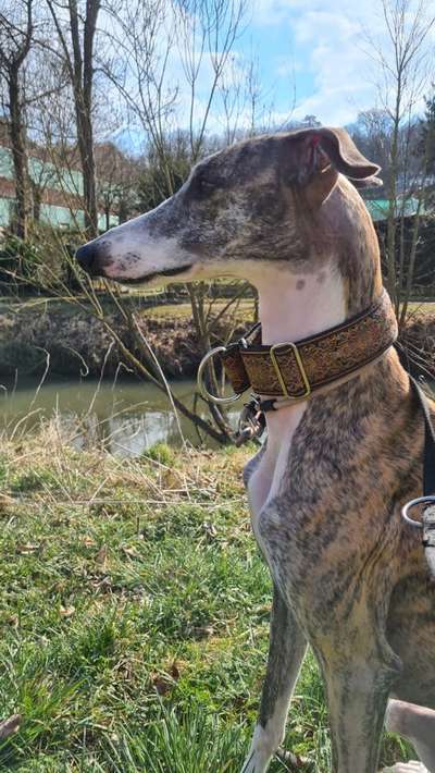 Windhunde - Treffen der besonderen Schönheiten
HERZLICH WILLKOMMEN-Beitrag-Bild