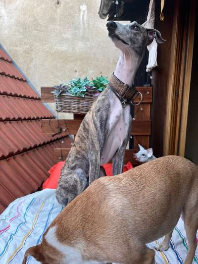 Windhunde - Treffen der besonderen Schönheiten
HERZLICH WILLKOMMEN-Beitrag-Bild