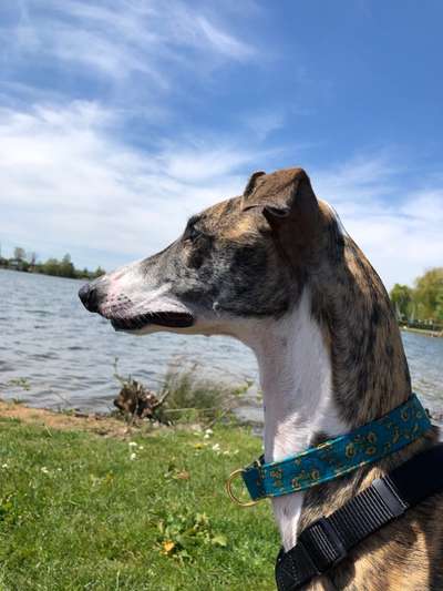 Windhunde - Treffen der besonderen Schönheiten
HERZLICH WILLKOMMEN-Beitrag-Bild